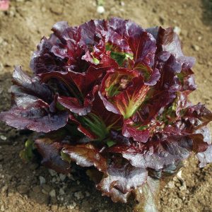 Laitue frisée rouge biologique