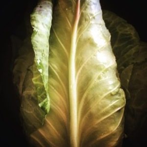 Chou conique d'été biologique