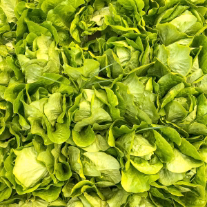 Laitue Romaine biologique