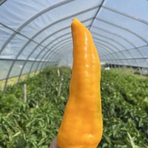 Poivrons jaunes italiens Escamillos biologiques
