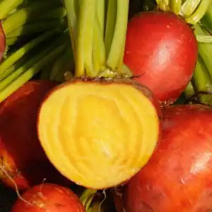 Betteraves oranges biologiques